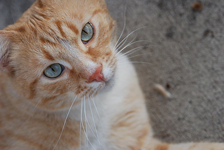 orange tabby cat thumbnail