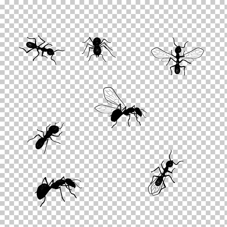 Illustration Graphic Honey Bee