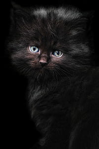 long-fur black kitten photography thumbnail