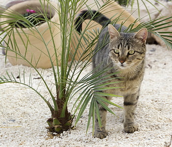 gray tabby cat beside green palm plant thumbnail