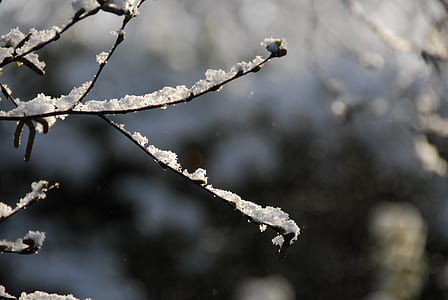 shallow focus photography of snow covered tree thumbnail