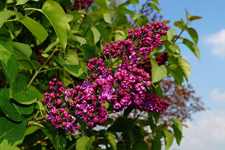 purple petaled flowers thumbnail
