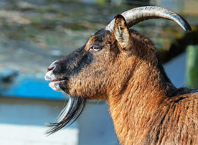 selective focus photography of brown and black goat thumbnail