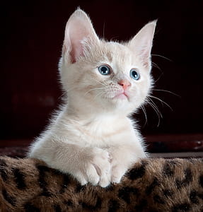 shirt-coated white kitten thumbnail