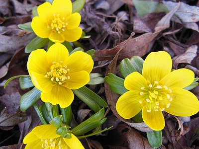 four yellow petaled flowers thumbnail