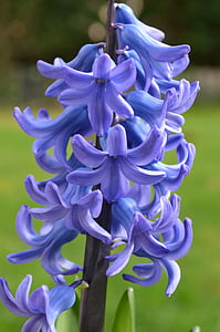 focused photo of purple flower thumbnail