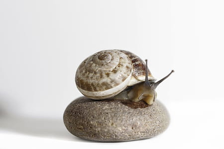 Brow Snail on Stone thumbnail