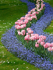 pink and purple petaled flowers thumbnail