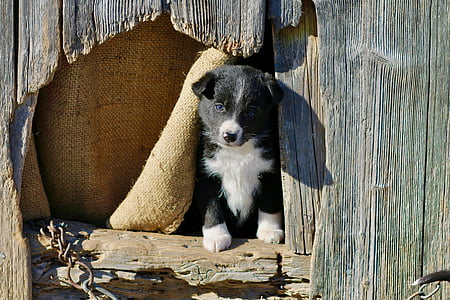 short-coated white and black puppy thumbnail