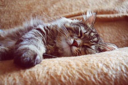 shallow focus photography of cat lying on cushion thumbnail