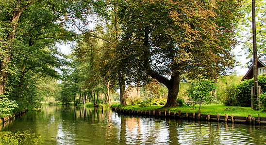 swamp during daytime thumbnail