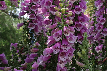 macro photography of purple foxglove flowers thumbnail