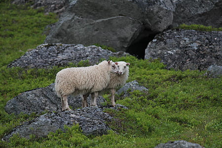 two sheep standing on field thumbnail