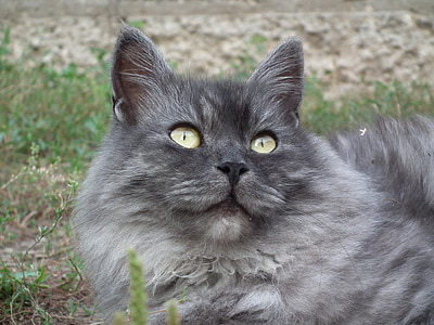 Russian blue cat looking above thumbnail