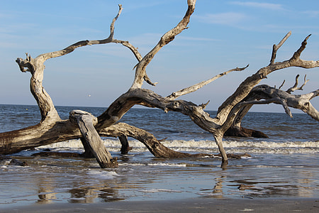 gray driftwood on shore at daytime thumbnail