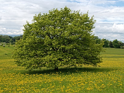 landscape photography of green leafed tree thumbnail