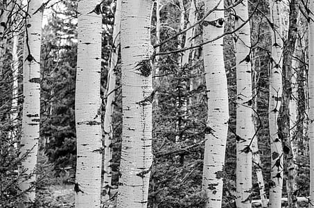 tree grove, black and white, aspen, trees, white, grove thumbnail