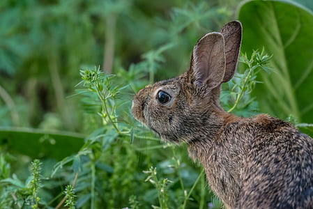 brown hare near plants thumbnail