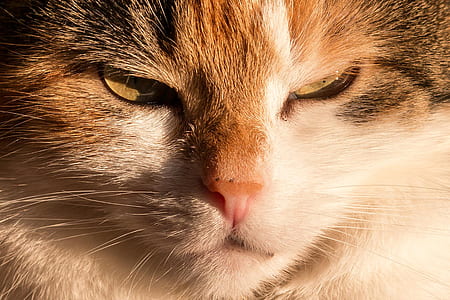 short-coated white and brown cat photo thumbnail