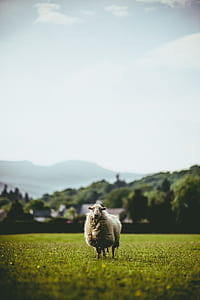 focus photo of white sheep on green grass field during daytime thumbnail