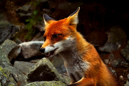 photo of orange mountain fox on rocks during day time thumbnail