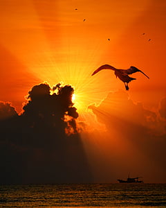 silhouette of bird flying above body of water thumbnail