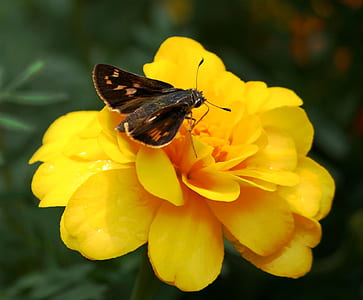 close-up photo of brown and black skipper moth perched on yellow flower thumbnail