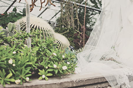 landscape, nature, flowers, garden thumbnail