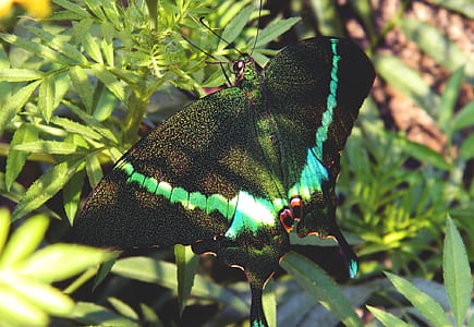 Green and Black Swallowtail Butterfly on Green Leaf Plant thumbnail