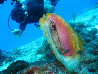 brown and beige conch shell thumbnail