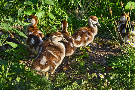 flock of brown ducklings near grass thumbnail