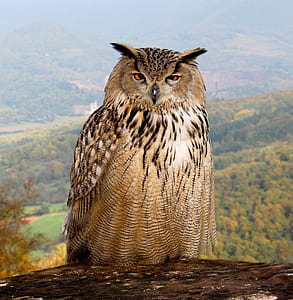 brown and black owl on brown surface thumbnail