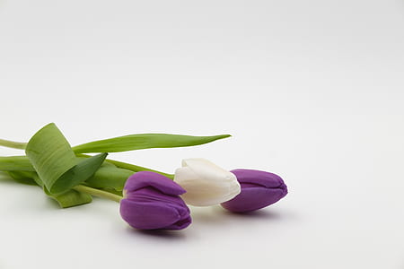 purple and white petaled flowers on white surface thumbnail