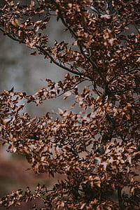 brown leafed plant thumbnail