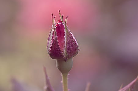 selective focus photography of pink flower bud thumbnail