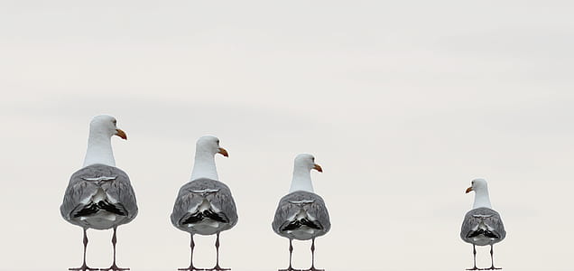 four grey birds thumbnail
