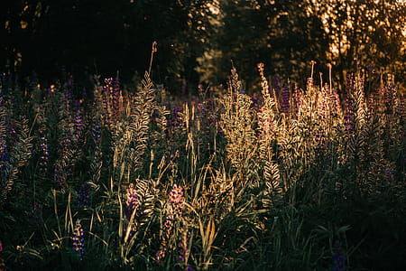 Pink Petaled Flowers Field thumbnail