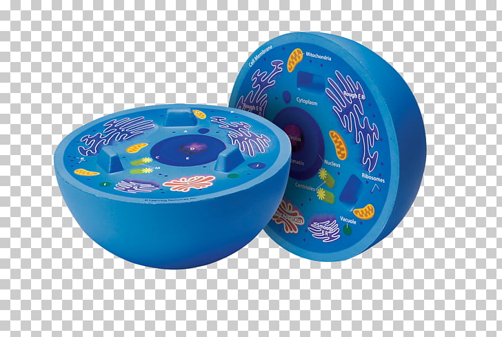 Cell Animation Png Cliparts For Free Download Uihere