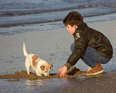 white and tan Jack Russell terrier digging sand on shore thumbnail