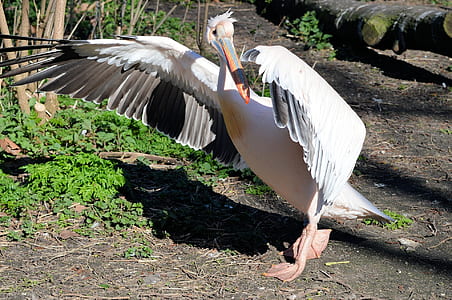 white bird spreading its wings thumbnail