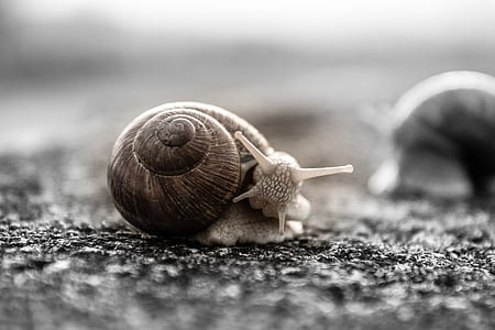 selective focus photo of brown snail thumbnail