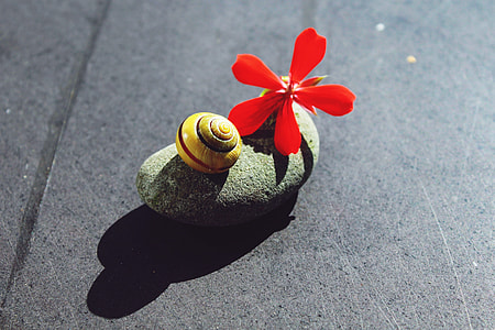 gray stone fragment with flower thumbnail