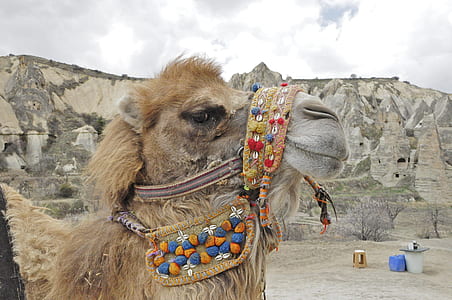 brown camel thumbnail