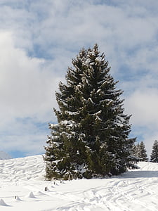 green pine cone tree thumbnail
