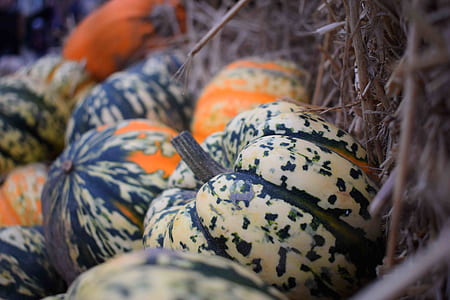 close up photography of bunch of pumpkin thumbnail