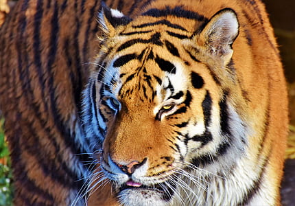 tiger thumbnail