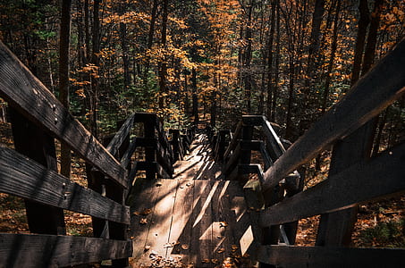 brown wooden stairs on forest thumbnail