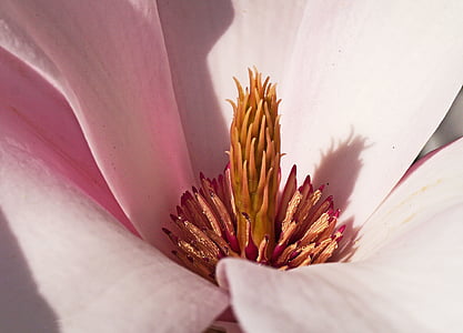 close-up photo of pink magnolia flower thumbnail