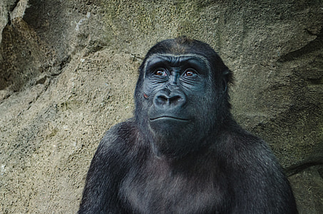 black monkey thumbnail