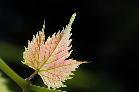 pink and green leaf macro shot thumbnail